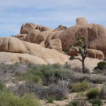 Joshua Tree