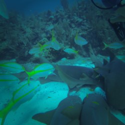 Caye Caulker