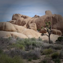 Joshua Tree