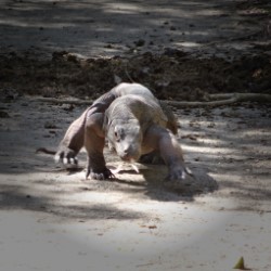 Komodo